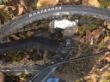 120 EUR MTB schwarz mit XT-Schaltwerk - hinten Achter eine Schraube zu ersetzen (1).JPG